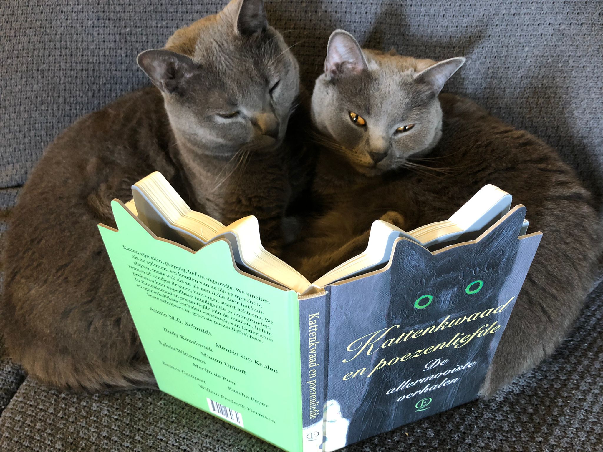 Kattenkwaad en poezenliefde